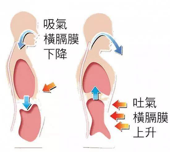 呼吸；呼吸肌；肺氣腫；肺病；鍛煉