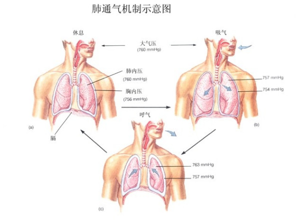 肺炎-哮喘-慢阻肺-咳嗽-咳喘-支氣管炎-肺功能檢測儀-呼吸訓(xùn)練器-心臟病-心血管疾病-歌唱-肺通氣-練聲-氣息--呼吸峰流速儀