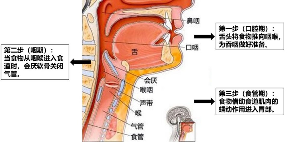 吞咽-吞咽障礙-吃飯-進食困難-嗆咳-咳嗽-咳痰-吸入性肺炎-呼吸肌-呼吸機-冷刺激治療-腹式呼吸-縮唇呼吸-呼吸訓練器-唾液吞咽-進食體位管理-肺功能-肺功能檢測儀-肺炎-通氣