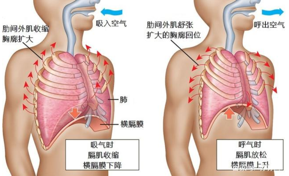 跑步-呼吸肌-換氣-吸氣肌-呼氣肌-呼吸-慢跑-運動-夏日-肺活量-肺功能-呼吸訓練器-肺功能檢測儀-呼吸峰流速儀-跑步姿勢-運動員-呼吸困難-快跑-競跑